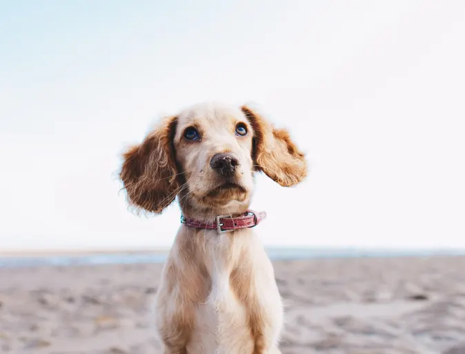 Small dog sitting on the sand and starring at the camera.